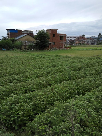 杉木苗一亩地种植多少棵-速生杉木苗基地批发价格