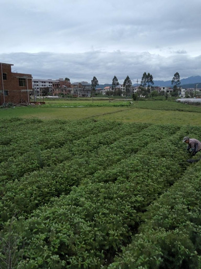 速生杉木苗种植几年可以砍伐-广西杉木苗批发供应价格