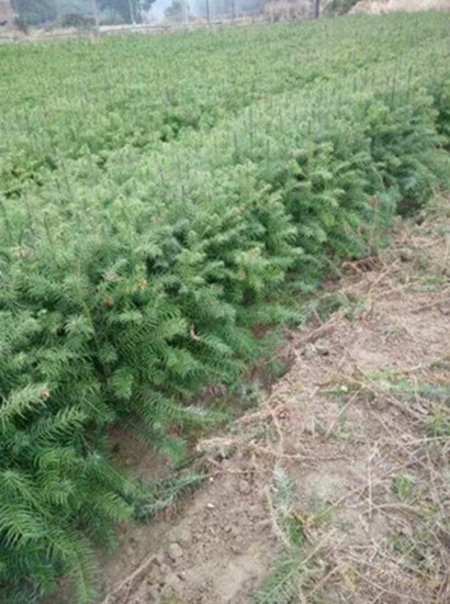 杉树苗一亩地种植多少棵-速生杉树苗批发供应商