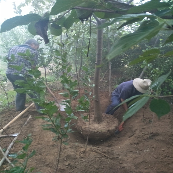 目前最好的核桃苗品种 岱香核桃树苗麻核桃树苗