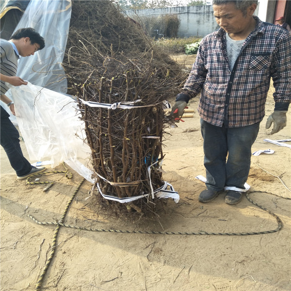 最好的枣苗是什么品种 青枣苗种植栽培密度