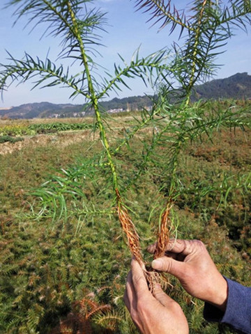 杉树苗什么时候种植-速生杉树苗多少钱一棵