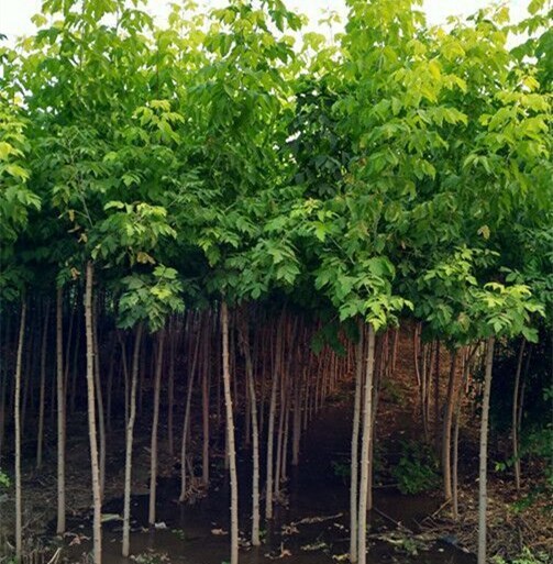 山东青州金叶复叶槭苗木种植供应基地