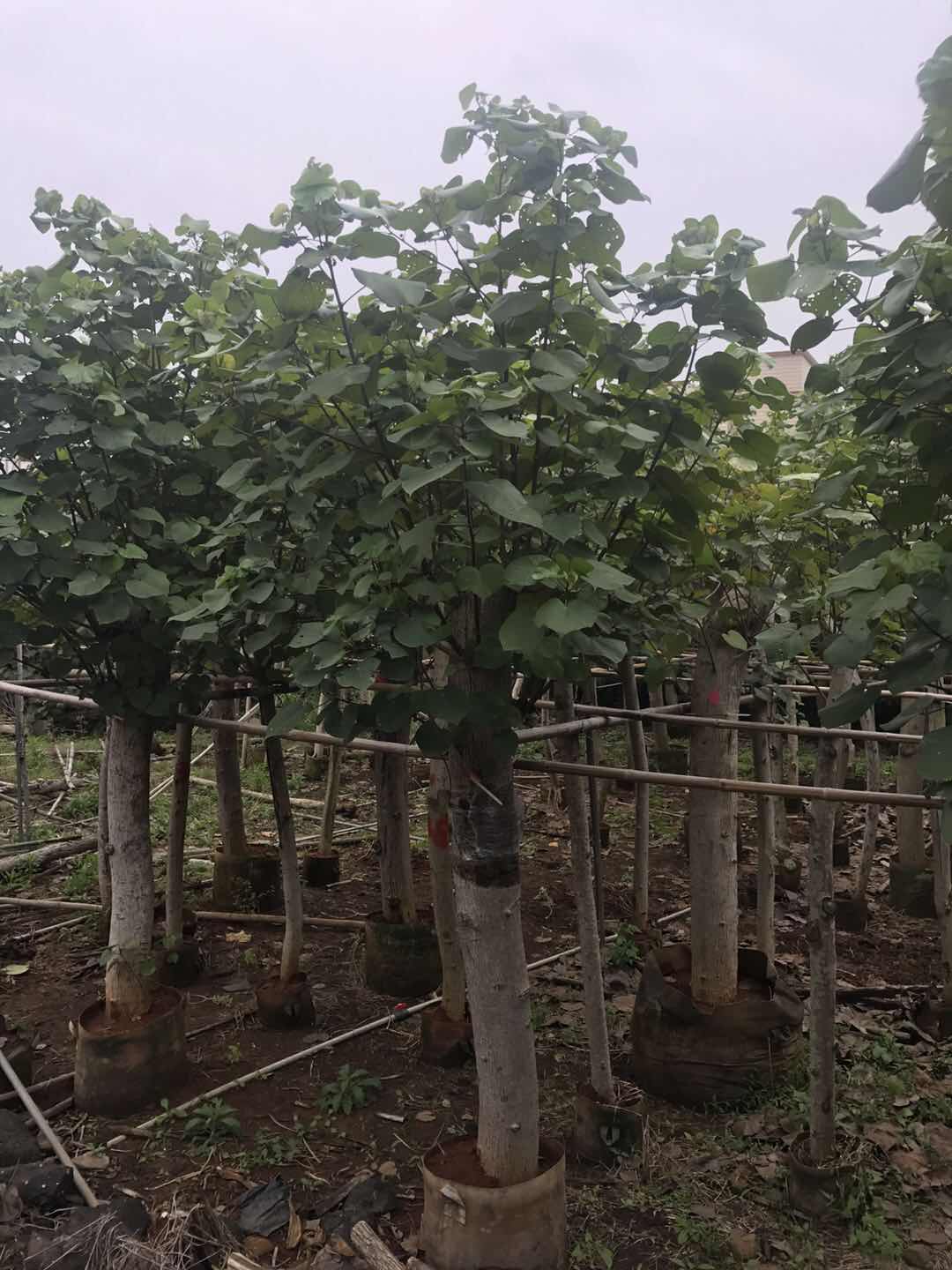 广西兴业黄槿常绿树，移栽苗批发价27公分
