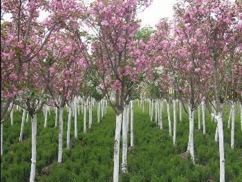 山东青州樱花苗木供应基地