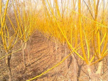 山东青州黄金槐苗木种植基地