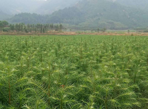 桂林杉树苗哪里供应-杉树苗种植管理技术