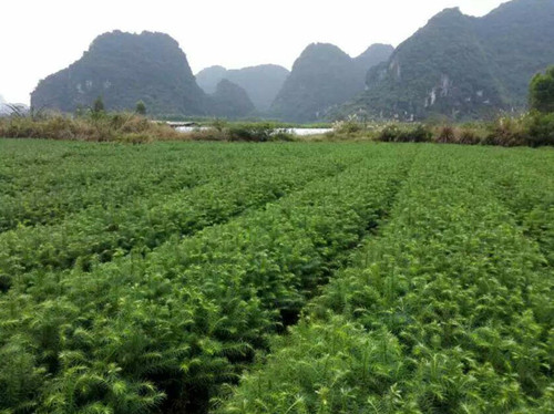 云南杉木苗哪里批发-杉木苗种植造林技术