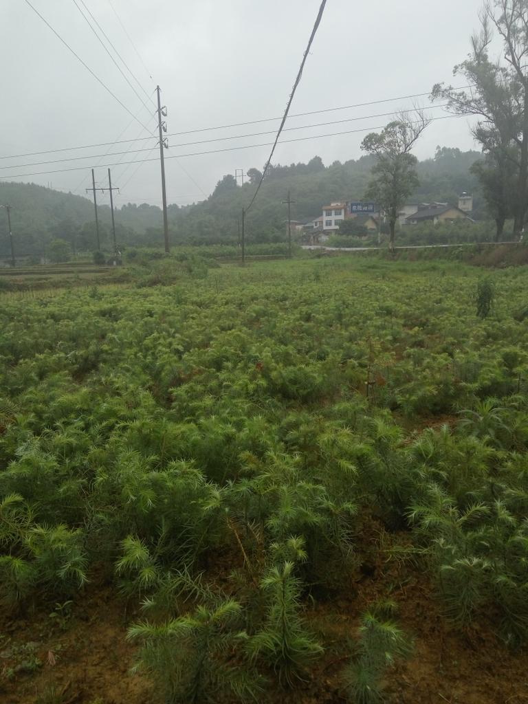 柳州杉树苗哪里批发供应-杉树苗种植管理技术