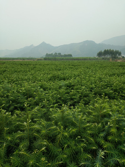 玉林杉木苗哪里批发供应-杉木苗种植管理技术