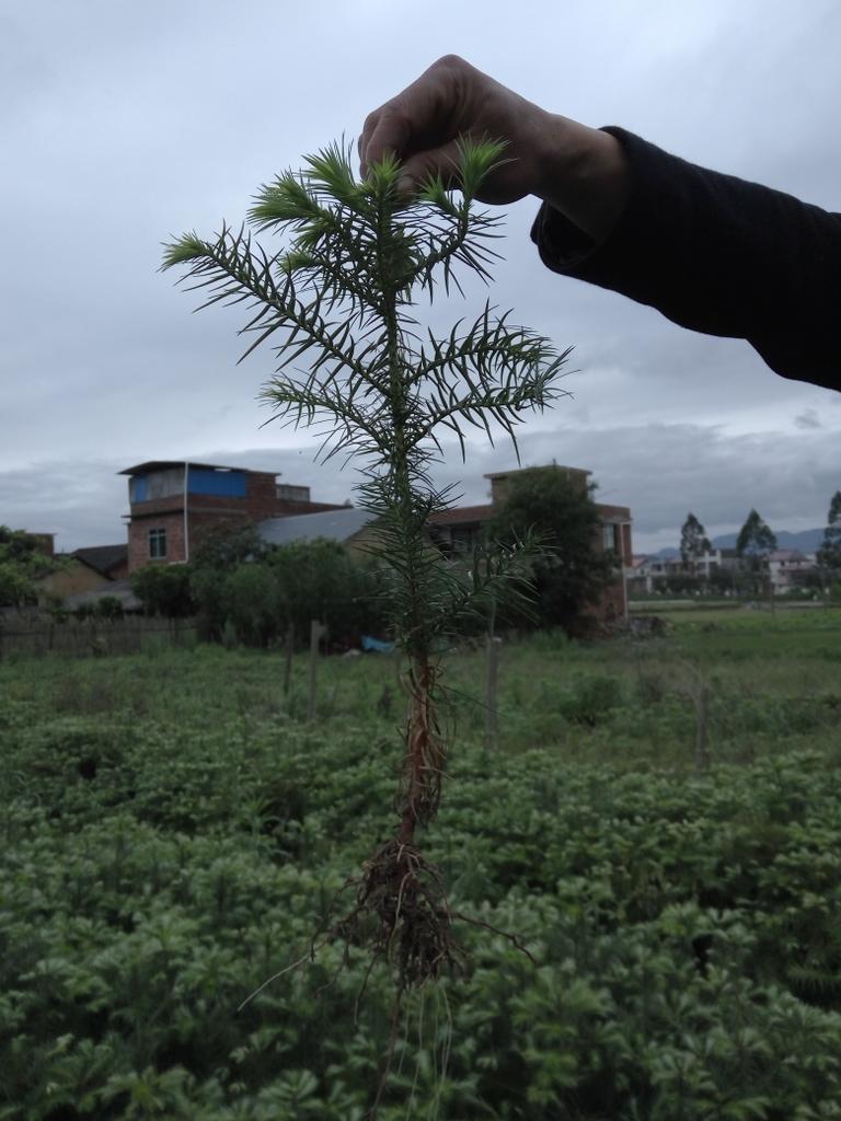 梧州杉树苗哪里有卖-杉树苗造林种植技术