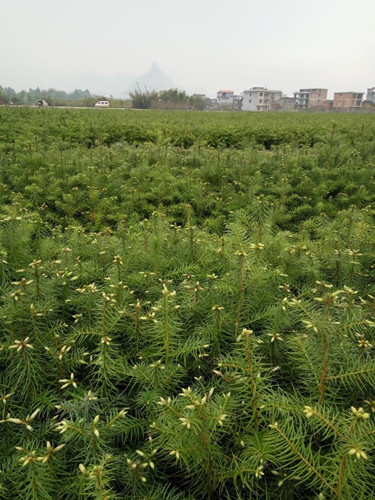 贵州杉木苗批发基地在哪里-杉木苗种植管理技术