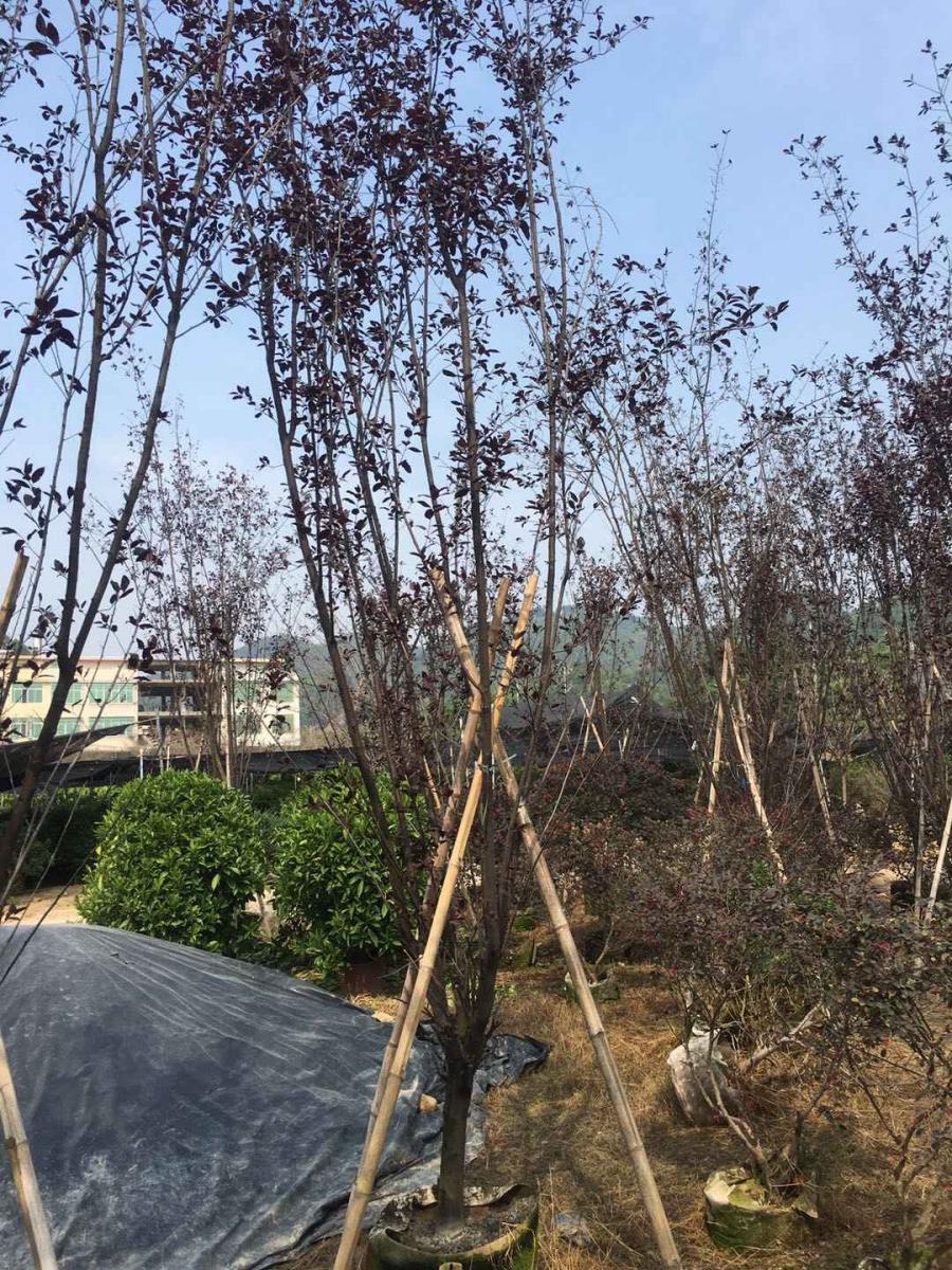 上海18公分紫叶李观叶乔木，紫叶李实生苗