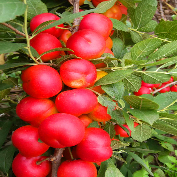 最红最甜的钙果苗品种