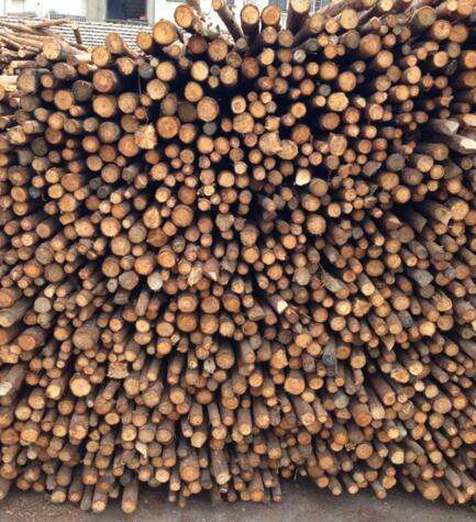 上海绿化树支撑 松木支撑杆销售 松木桩 打桩木出售 松木桩杉木桩批发高行镇、高东镇、张江镇、三林镇绿