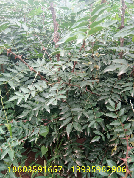 花椒苗种植技术，花椒大红袍花椒苗，狮子头花椒苗