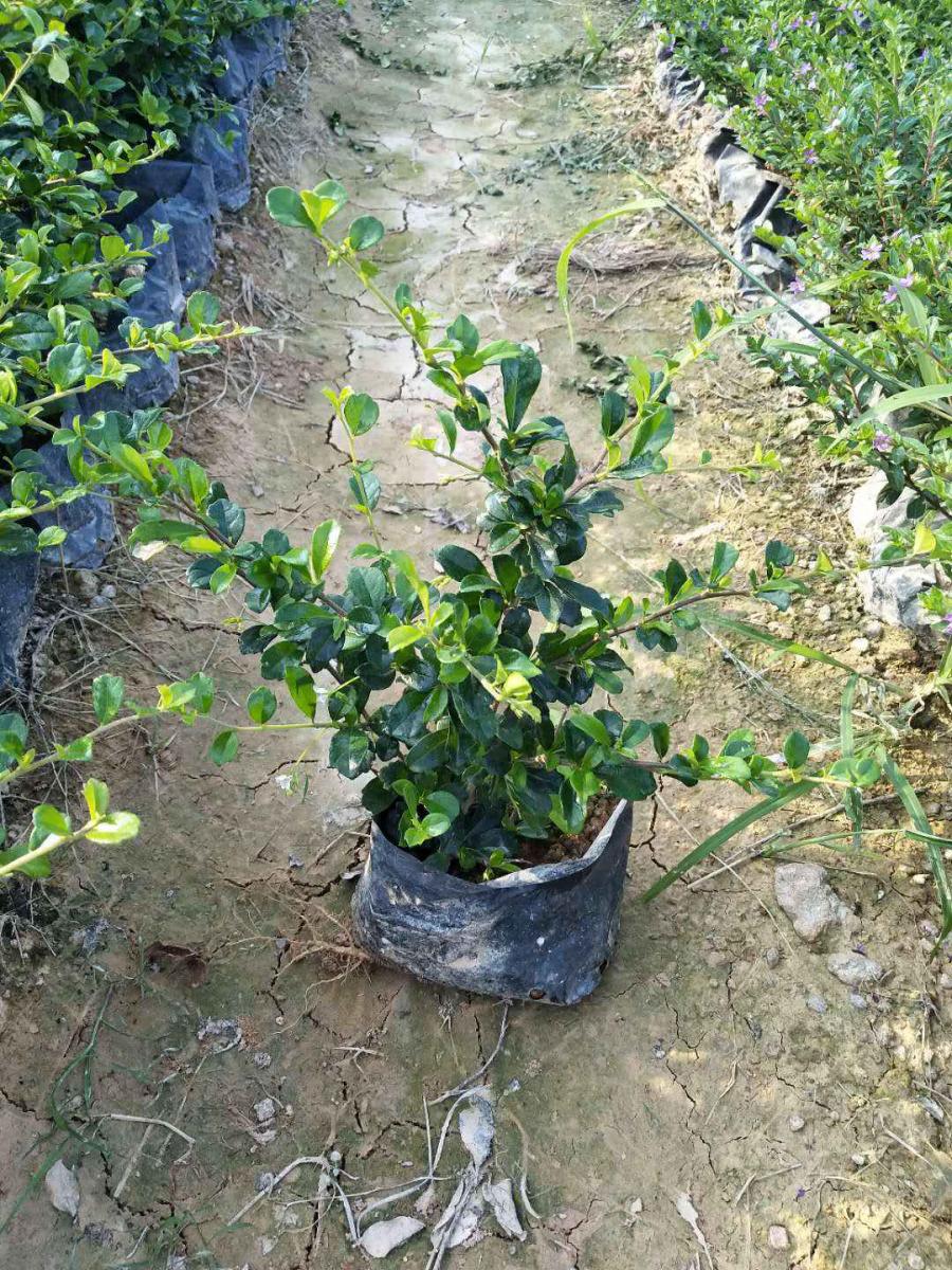 江苏福建茶高度25厘米，基及树花朵白观赏苗