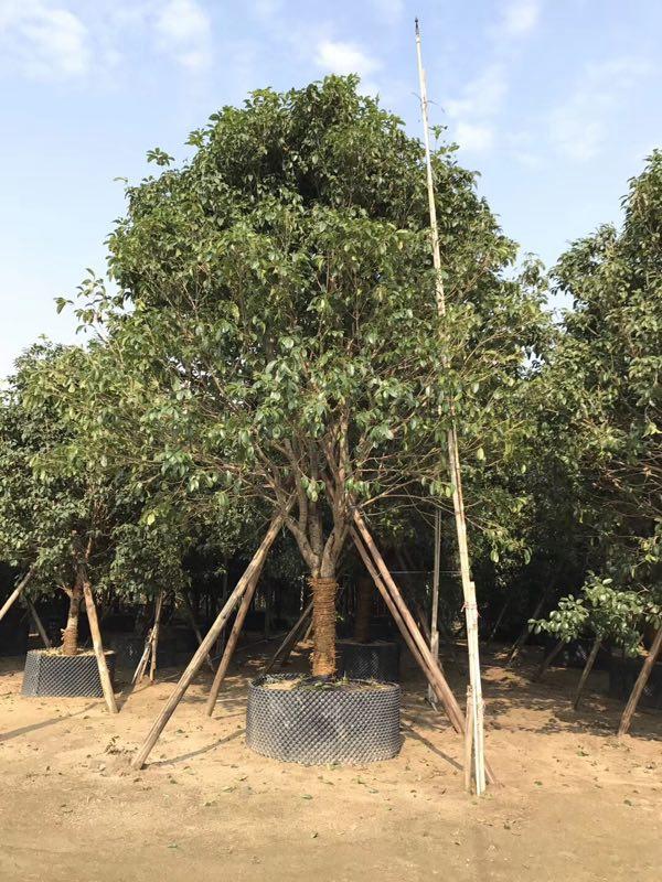 四川金桂树高3米5，金桂直生苗住宅区绿化