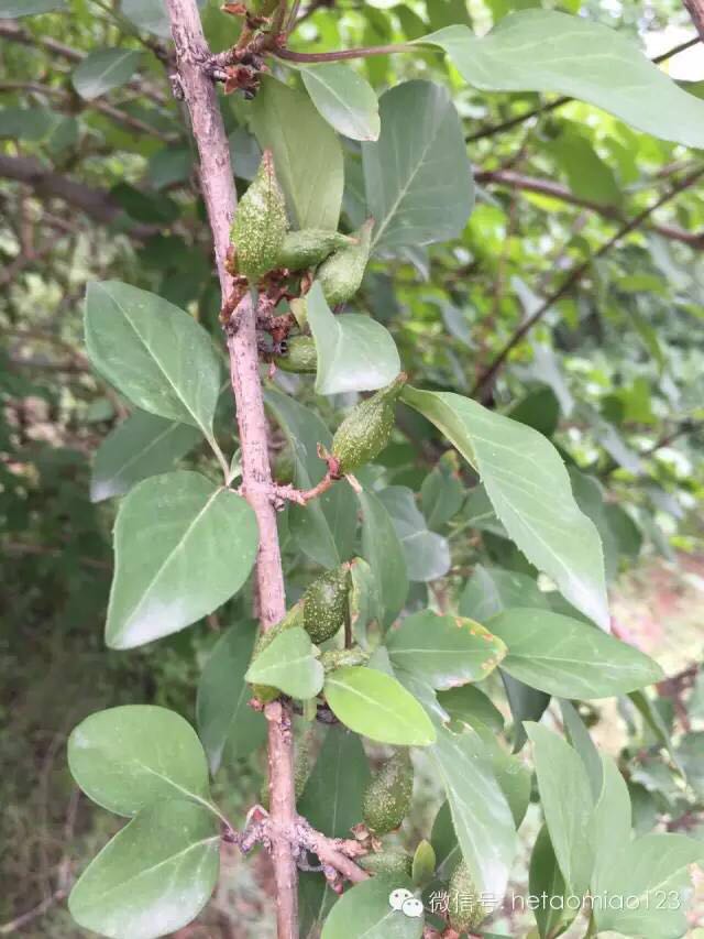 2年连翘苗+药用连翘苗+2年连翘苗