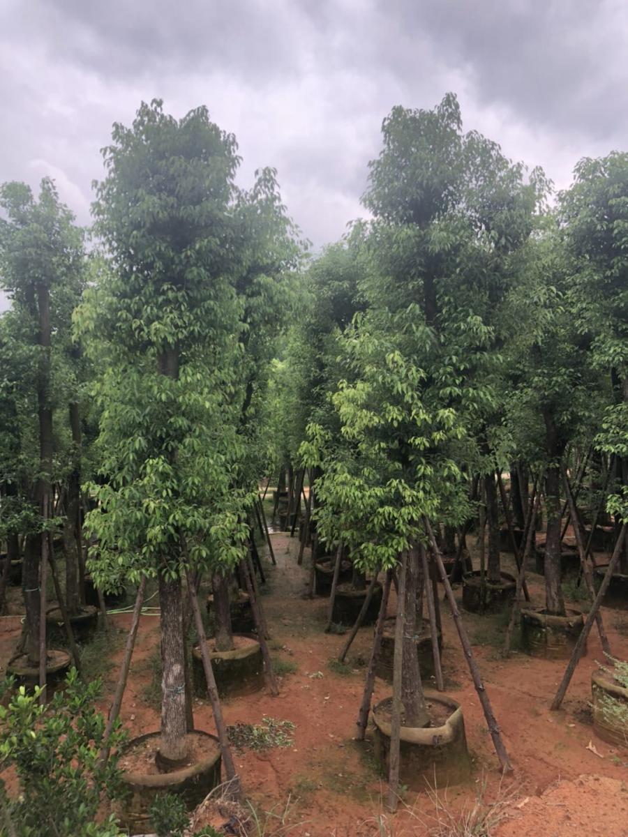 浙江18公分香樟苗木，文成丛生香樟树型紧凑