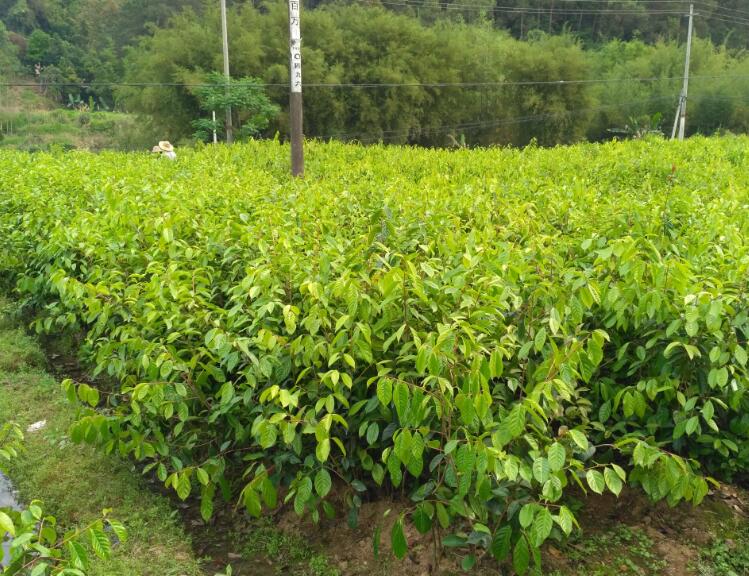 大果红花油茶嫁接苗，广西大果红花油茶种植基地