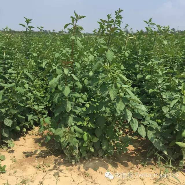 刺槐苗 山西刺槐苗 1年刺槐苗 刺槐小苗