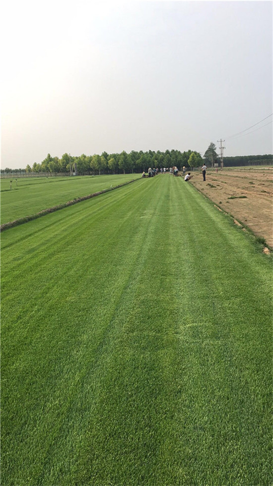 北京草坪基地今日价格报表