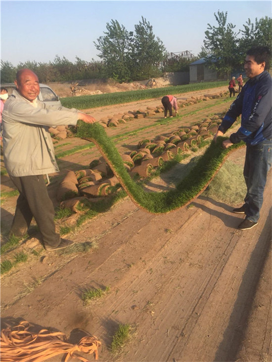 山东草皮种植基地欢迎光临