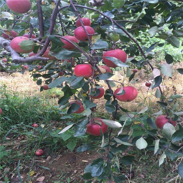 3年苹果苗 适合山西苹果树苗品种