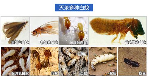 江门灭白蚁江门杀白蚁江门灭白蚁站