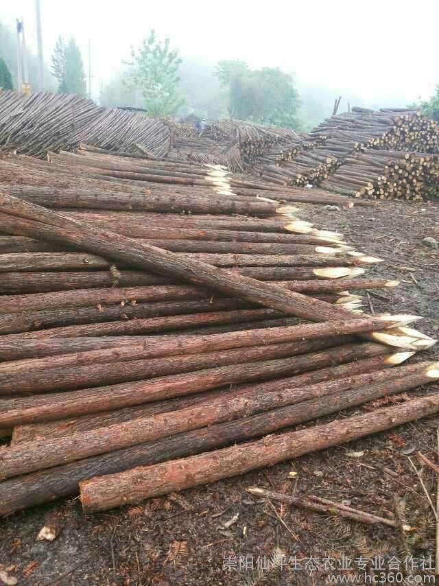  上海圆木打桩木批发 杉木桩松木桩出售批发、上海浦东河道打木桩批发出售