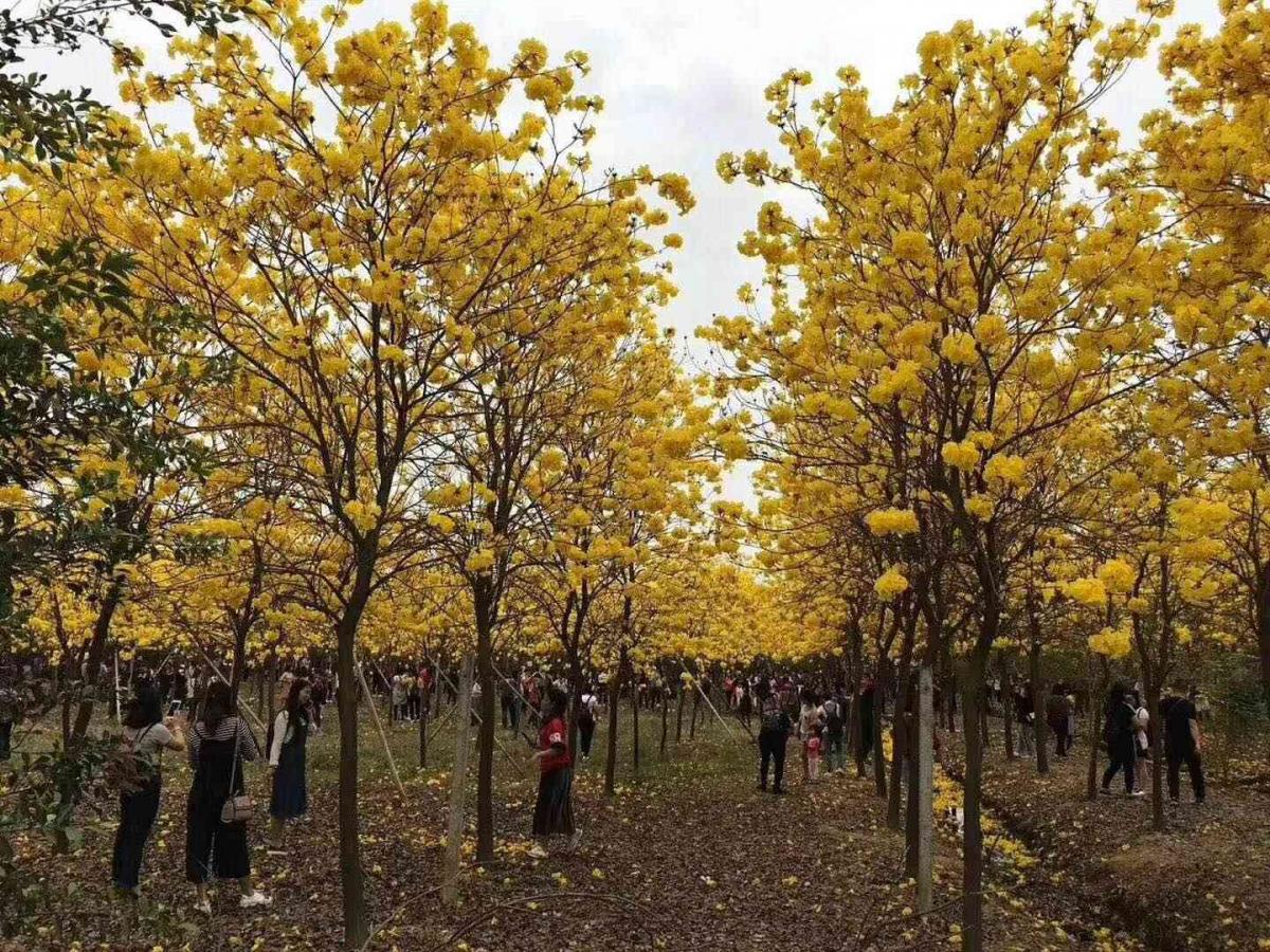 四川成都黄花风铃木产地，花型漂亮的