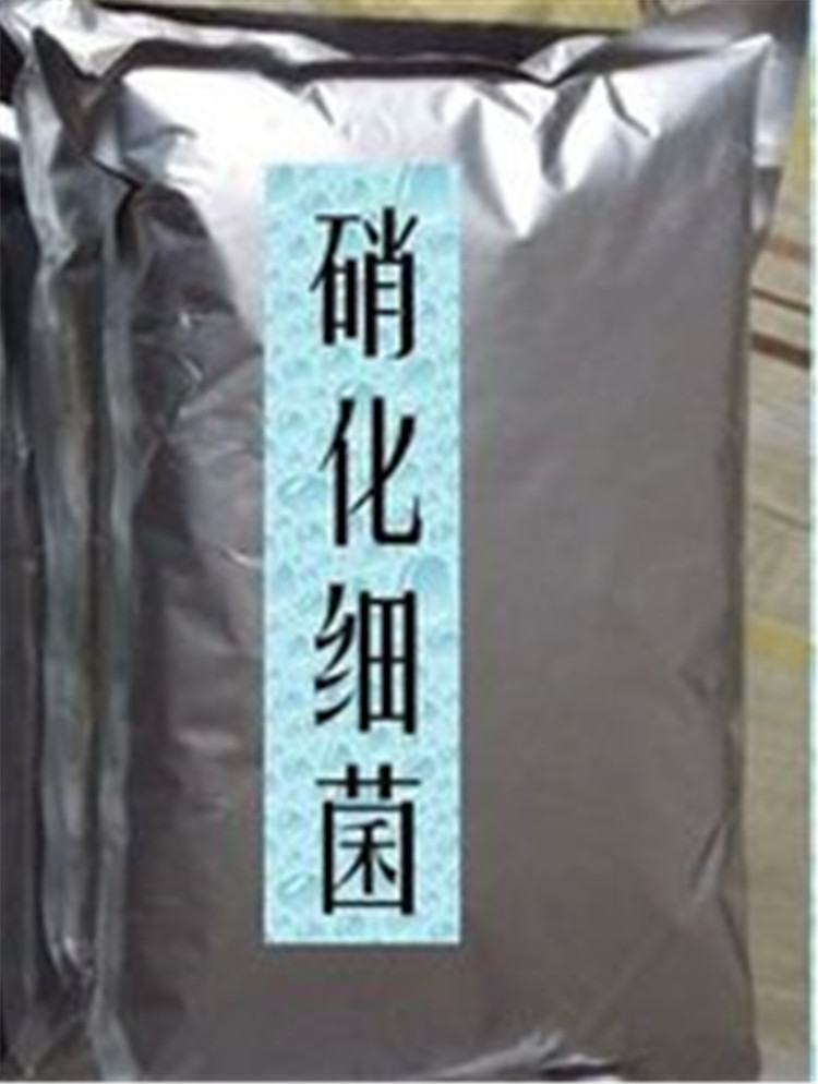 河道治理菌种批发现场产品讲解