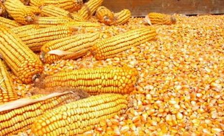 汉江养殖求购玉米；月供2000吨；现金求购