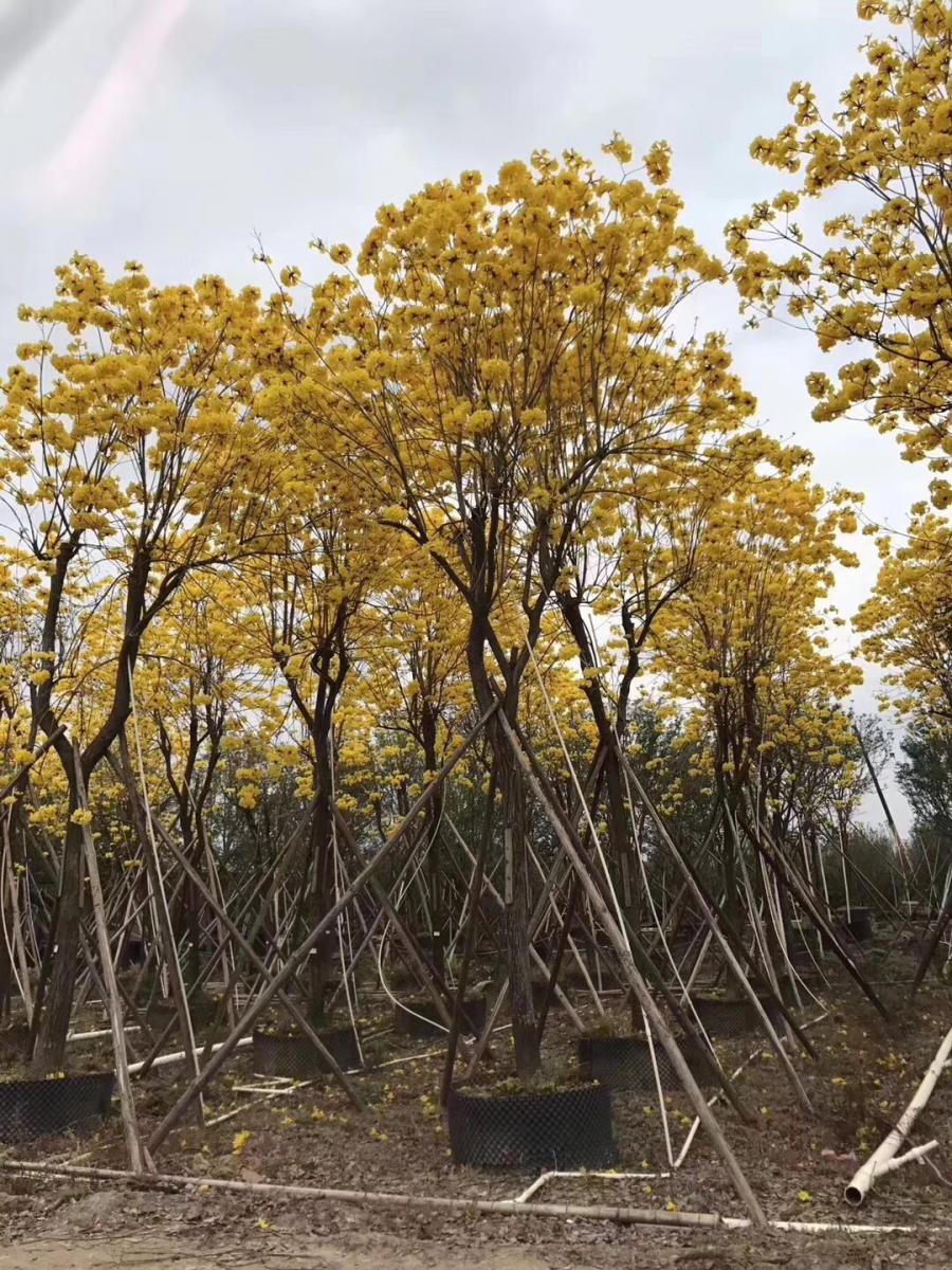 黄花风铃木产地，福建12.18公分黄花风铃木