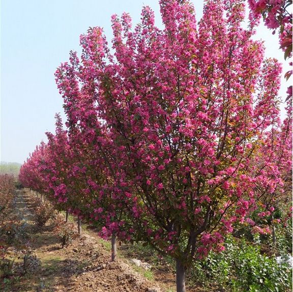 山东绚丽海棠种植基地大量供应绚丽海棠树苗