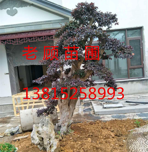 造型树古桩树木市场、苏州造型榆树、苏州榆树朴树榉树果树、苏州榆树桩