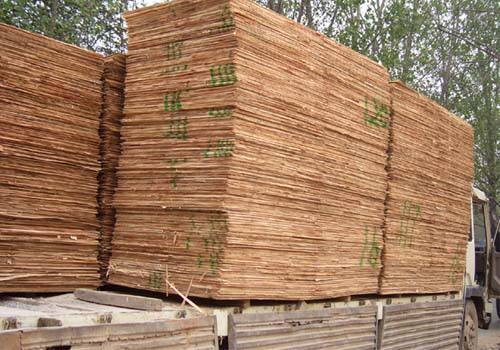 杨木皮子胶合板都能用来做什么 杨木板皮加工基地-安徽阜阳木材加工场-杨木板皮-杨木板-杨树边角料-杨