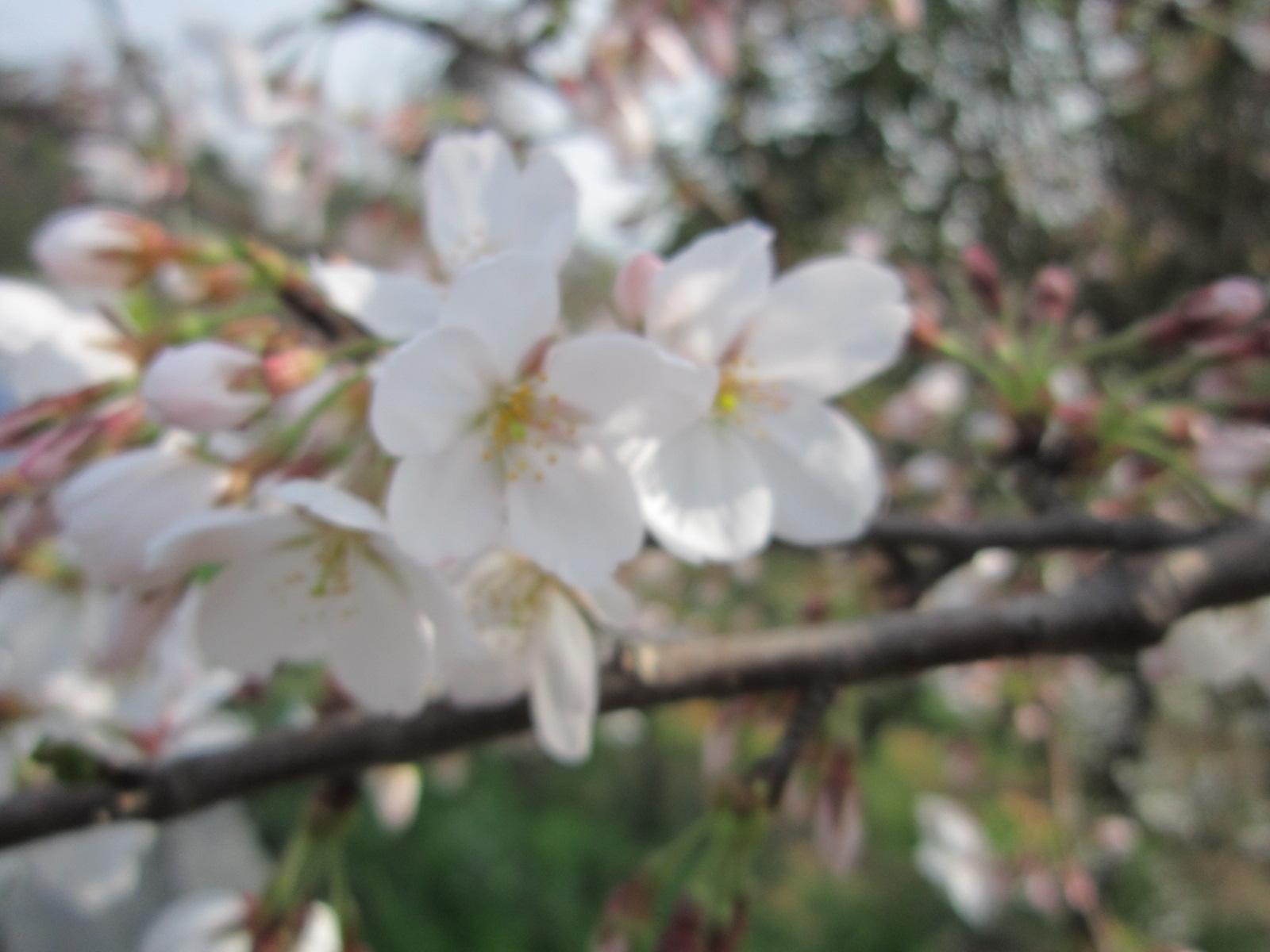 苏州樱花树苗木基地，樱花，国樱，日本樱花，苏州绿化工程花木批发