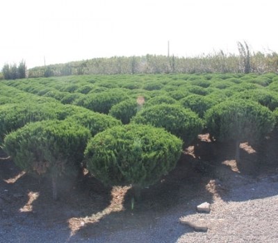 山东龙柏球种植基地大量供应龙柏球树苗