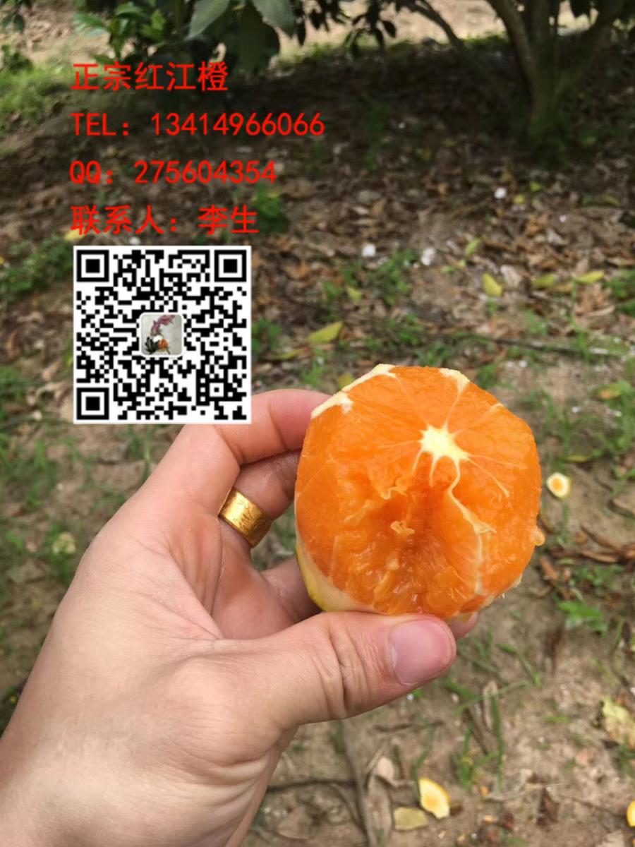 正宗红江橙生产基地,电话13414966066