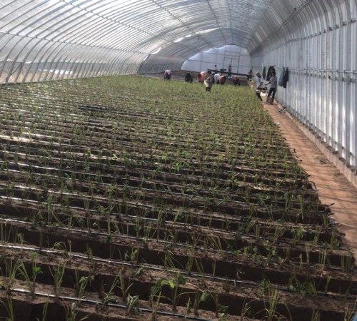 新型温室大棚骨架惹火了农业种植