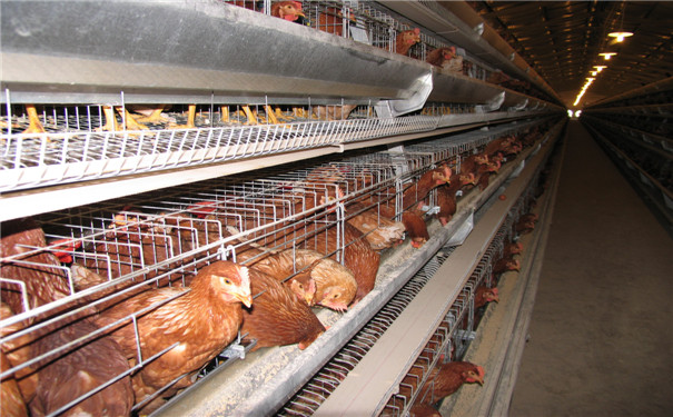肉鸡养殖设备厂[山东天牧源机械设备有限公司]实力工厂,服务至上