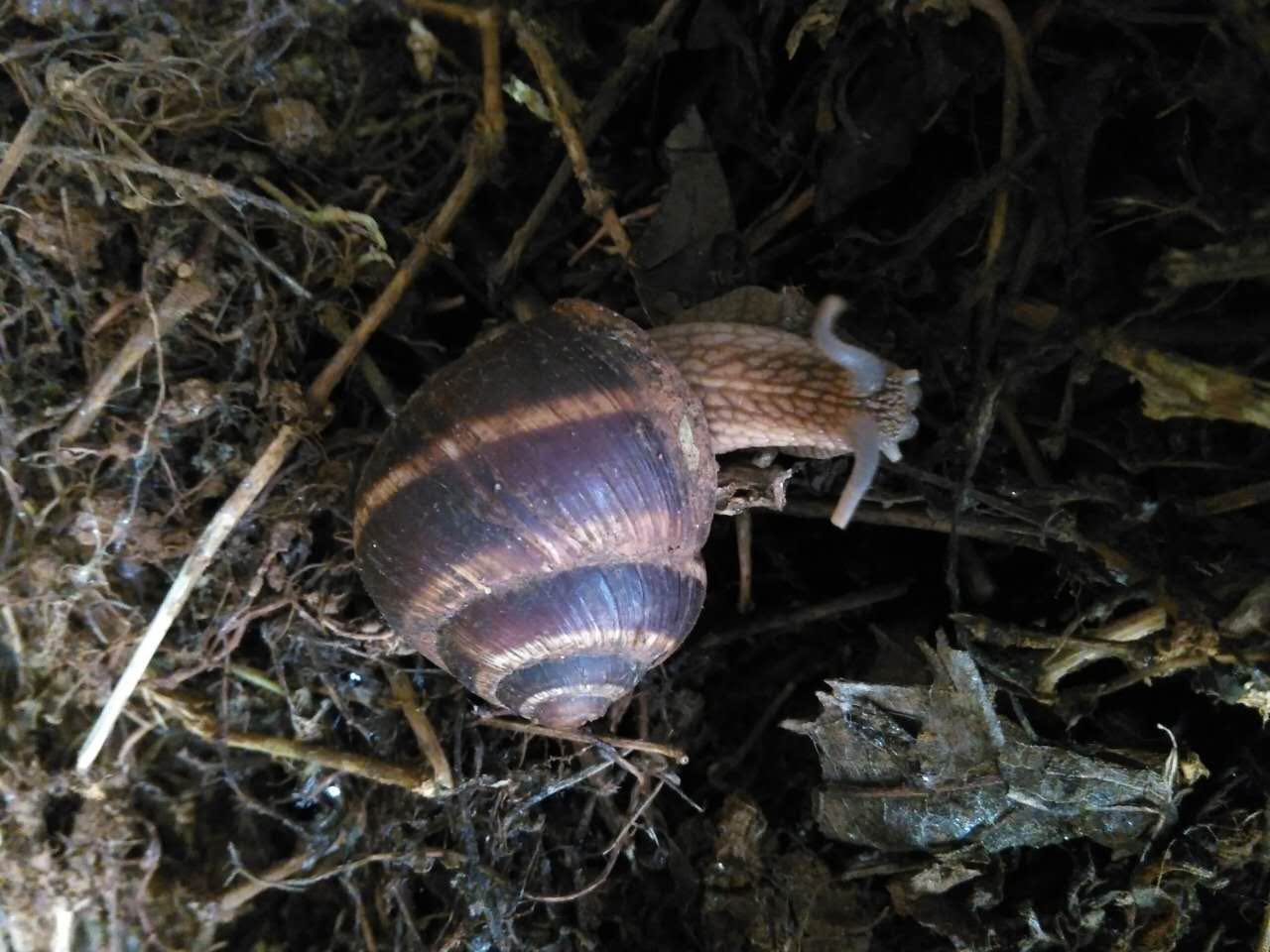 光亮大蜗牛/法国蜗牛、白玉蜗牛（蜗牛养殖基地直供）