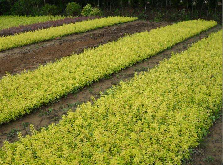 潍坊金叶女贞种植基地大量供应金叶女贞小苗