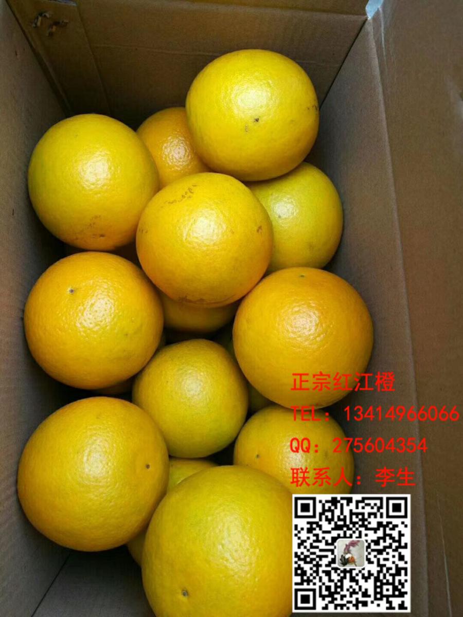 正宗廉江红江橙生产基地根源13414966066 