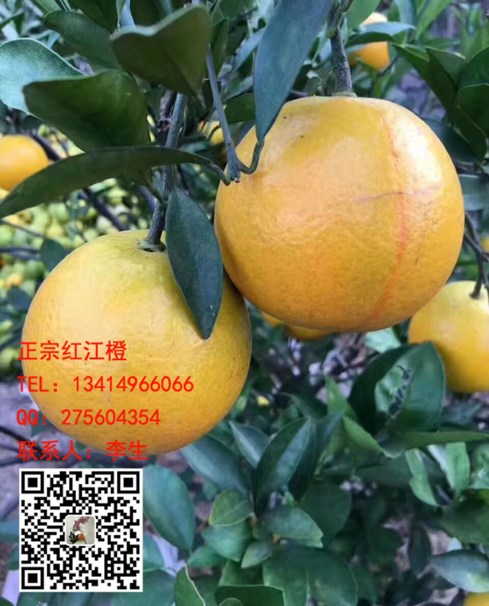 正宗红江橙供应商,廉江红橙13414966066 