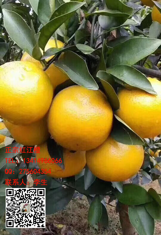 廉江红橙,红江橙生产基地13414966066 