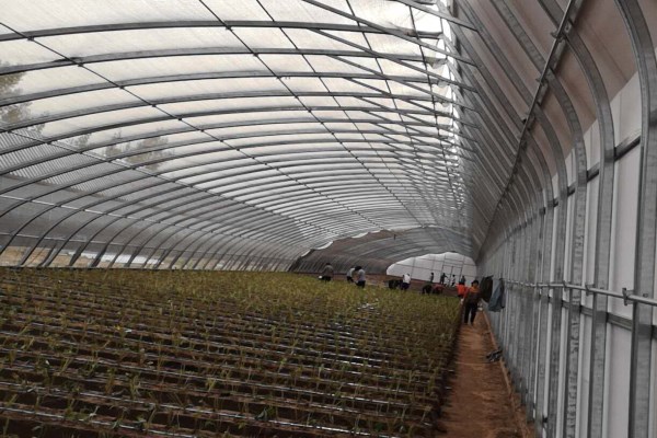 冬季蔬菜生产设施是日光温室大棚