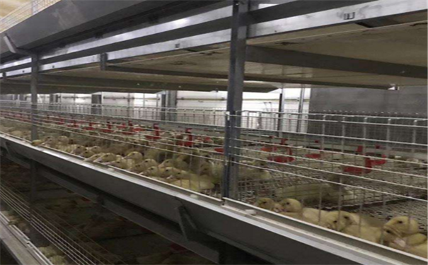 肉鸡肉鸭养殖设备[山东天牧源机械设备有限公司]实力工厂,品质至上